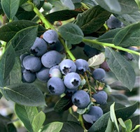 Misty Blueberries